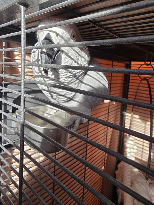 Papagaio cinzento