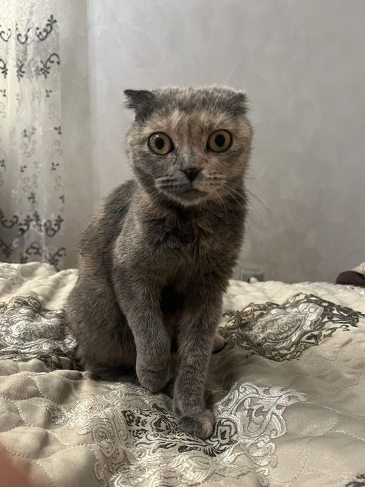Кошенята в добрі руки