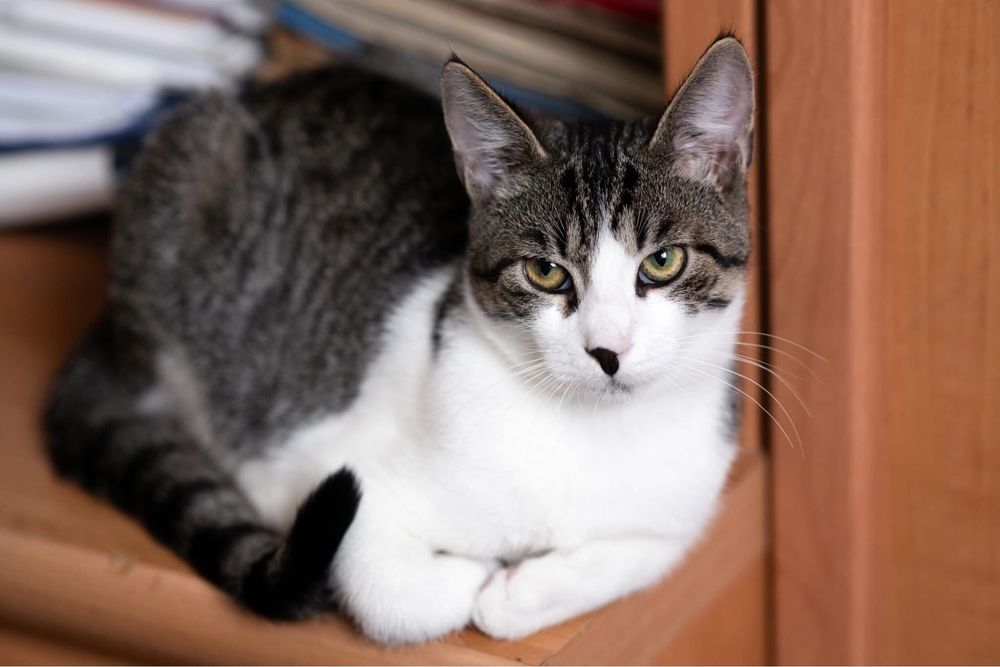 4 miesięczny kot do adopcji