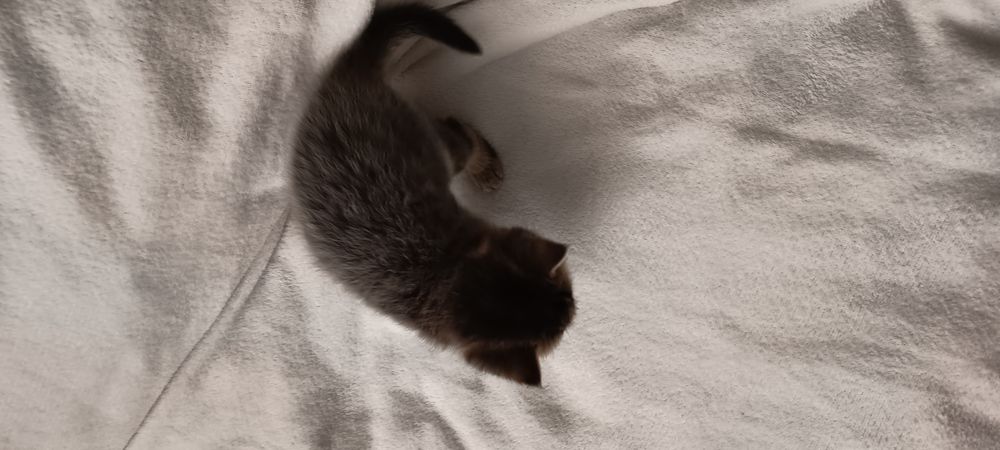 Шотландські кошенята