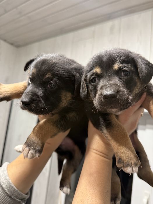 Віддаю цуценят дуже гарні