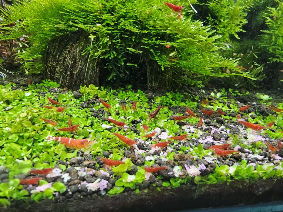 Krewetki Sakura Red, wybarwione