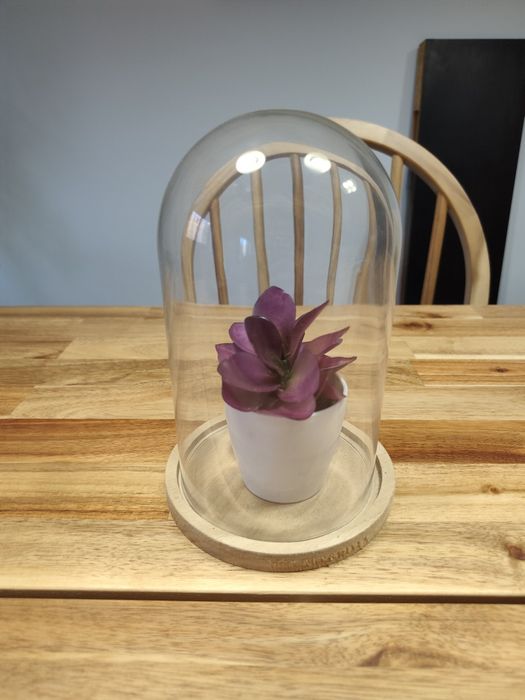 Planta decorativa com campânula