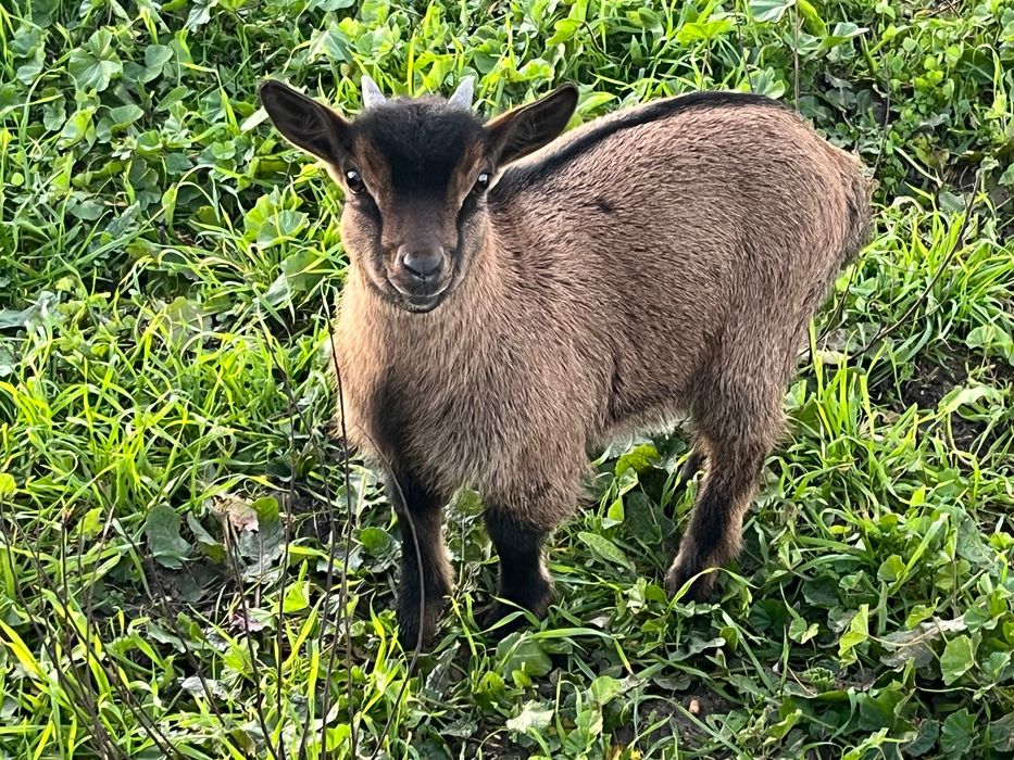 Cabras ana novas