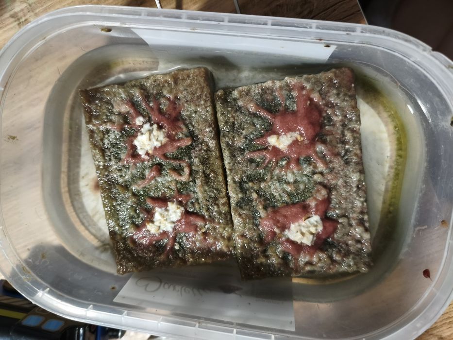 auloforus żywy pokarm dla ryb