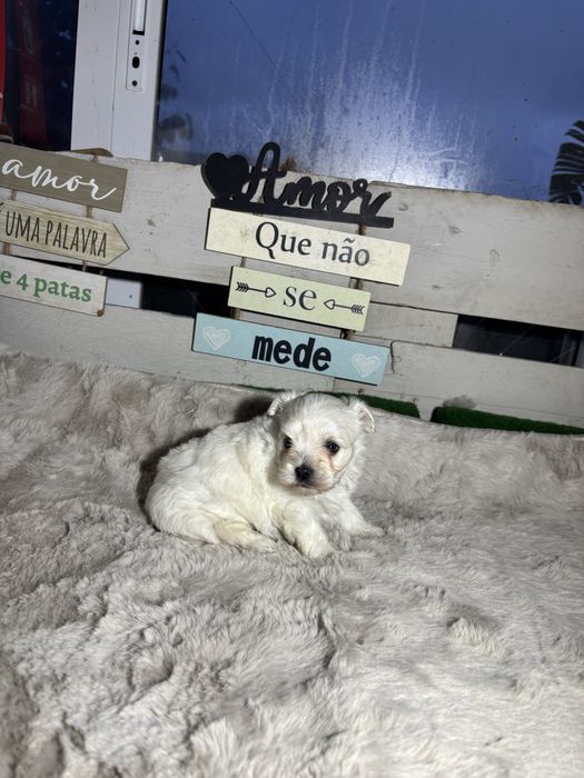 Bichon Maltês Macho