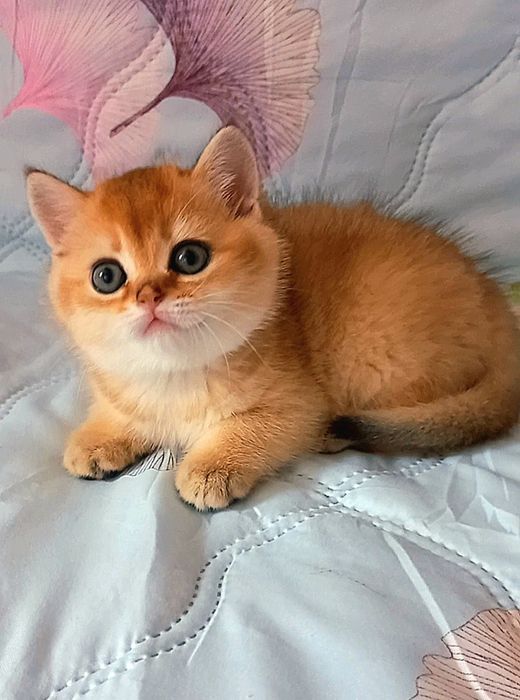 золота шиншила котики