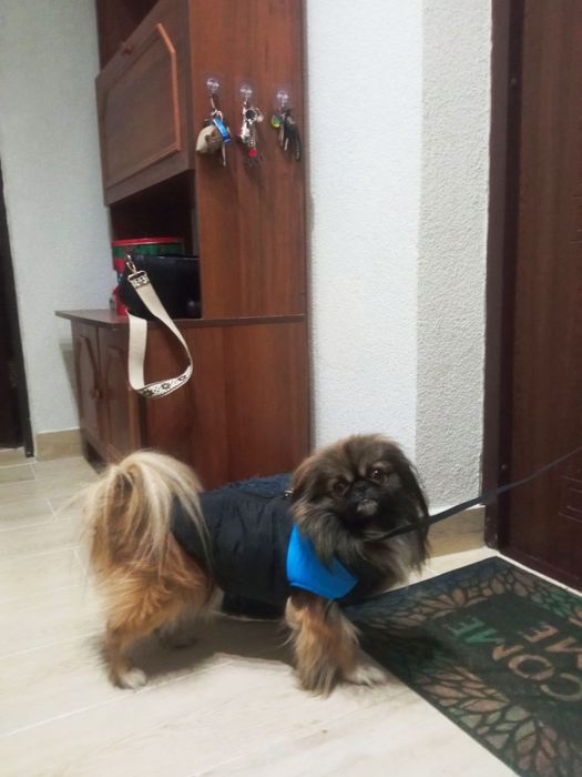 Продам собачу жилетку