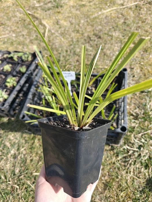 Tatarak trawiasty 6 szt.