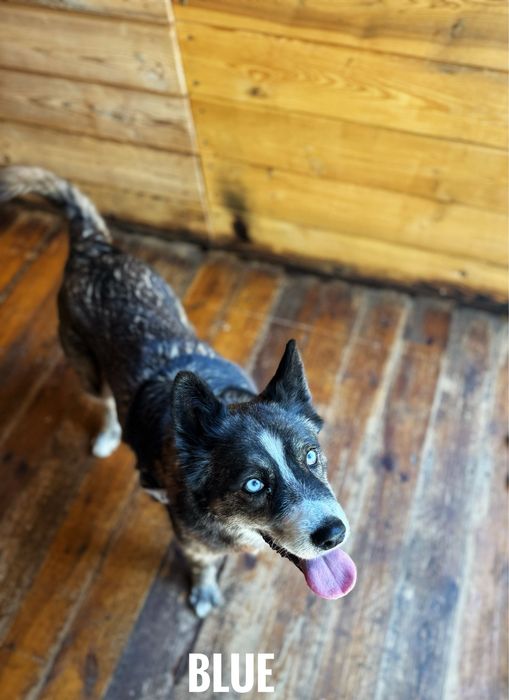 W typie husky, Blue szuka domu