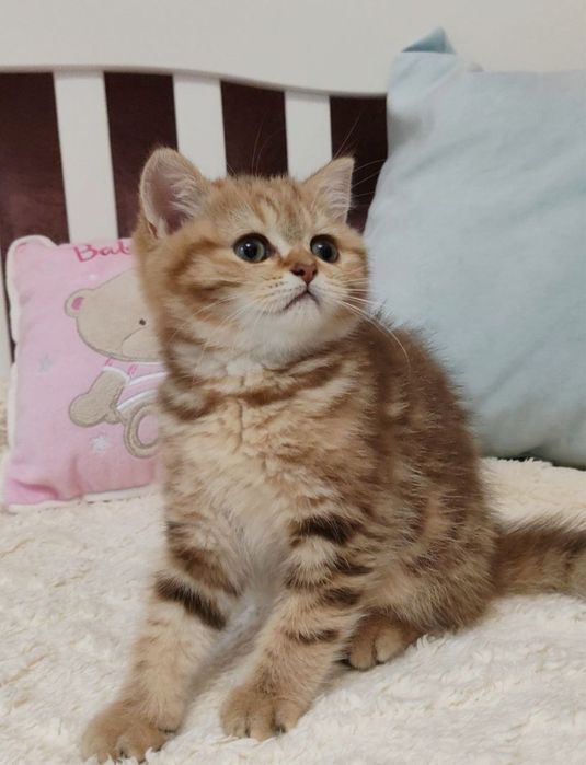 Шотландські кошенята