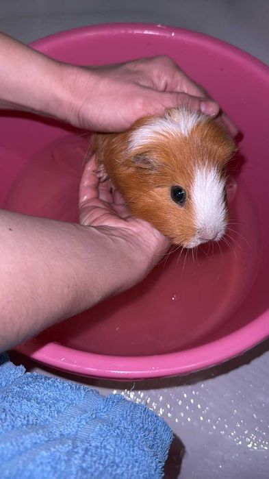 Морские свинки 2 девочки