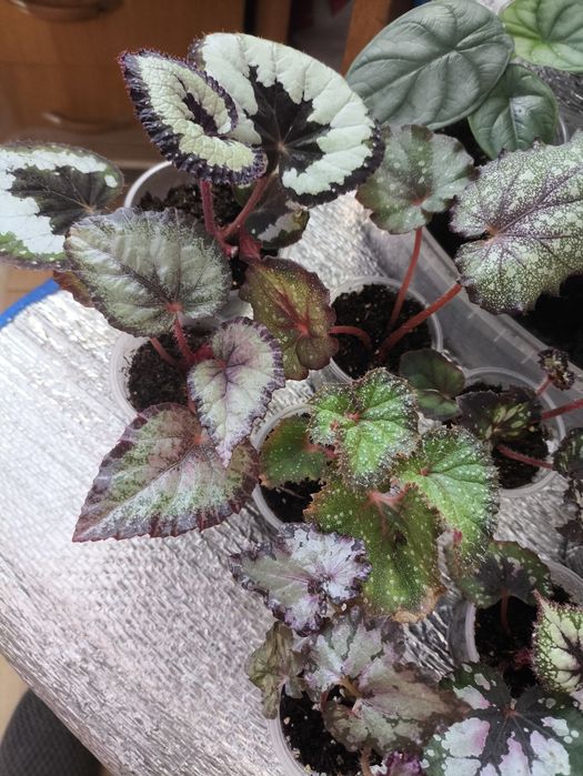 Бегоніі на дорощування 11 сортів