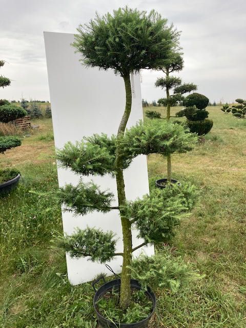 tsuga bonsai Buy Tsuga canadensis 'Popaleuski' Dwarf Canadian Hemlock  Mr Maple  Buy  Japanese Maple Trees