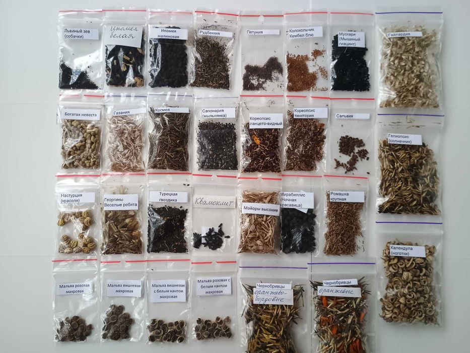 Семена садовых цветов