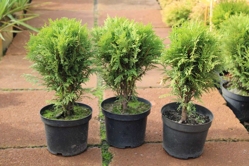 Tuja Danica / doniczka 2l