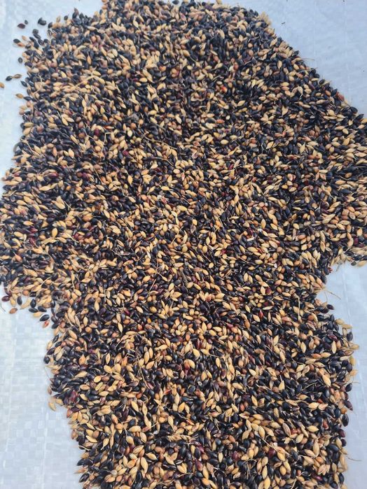 Семена Суданки! Засухоустойчивая! Отправка от 1кг! Тонкостебельная!