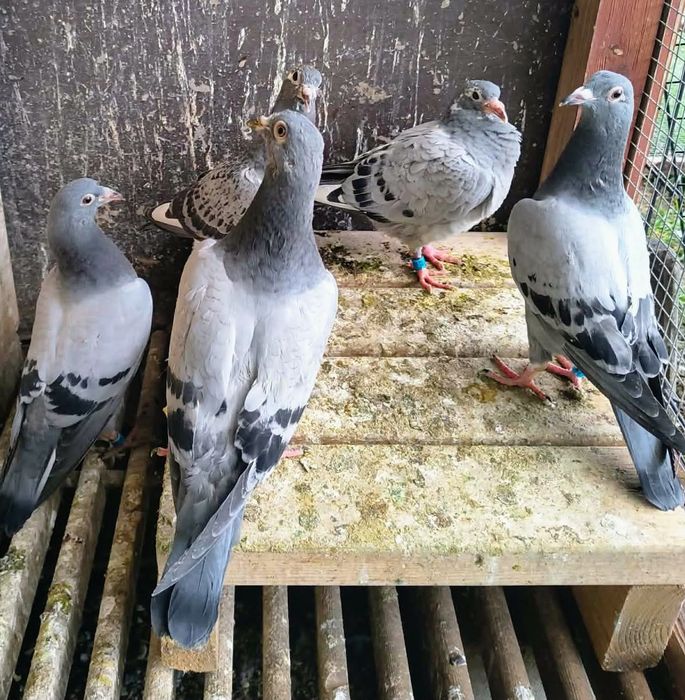 Piękne młode 2026 do lotów! Dobry materiał