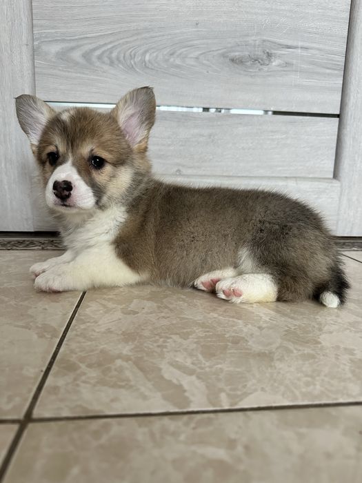 Дуже гарні породні цуценята вельш коргі пемброк , КСУ