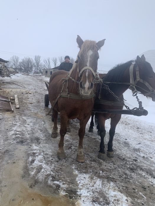 Змінить власника кобила