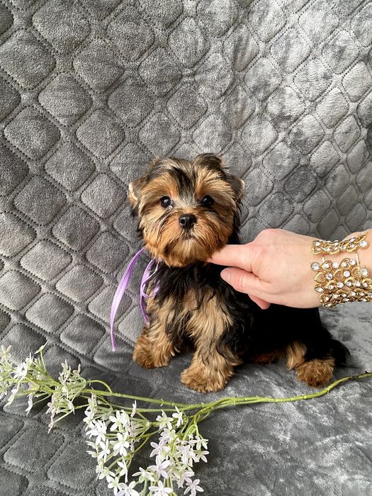 Йорки гарнесенькі