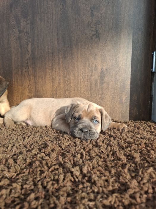 Masywne psiaki cane corso