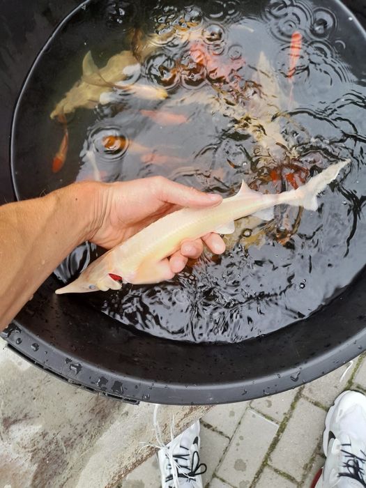 Ryby Narybek Jesiotra Jesiotr Albinos Biały Rosyjski Syberyjski