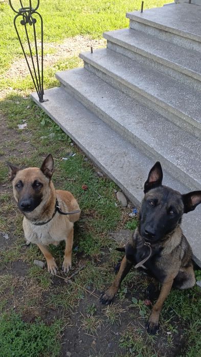 Продам щенят малинуа