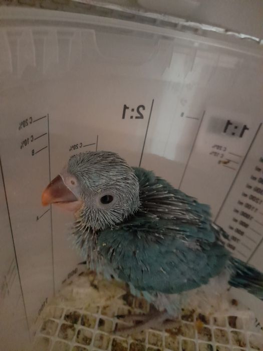 Ring necks bebés para acabar de criar a mão