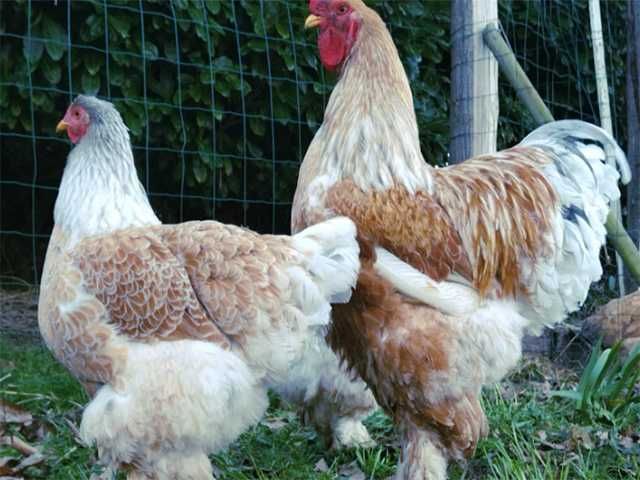 Інкубаційне яйцо,курчата,Кохінхін золото,мармур,смугастий.біле золото.