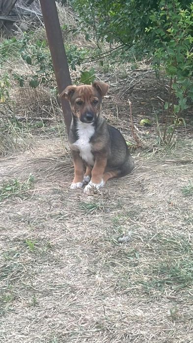 Собачки дворняшки (хлопчики і дівчата) Віддам в добрі руки ) Вибирайте