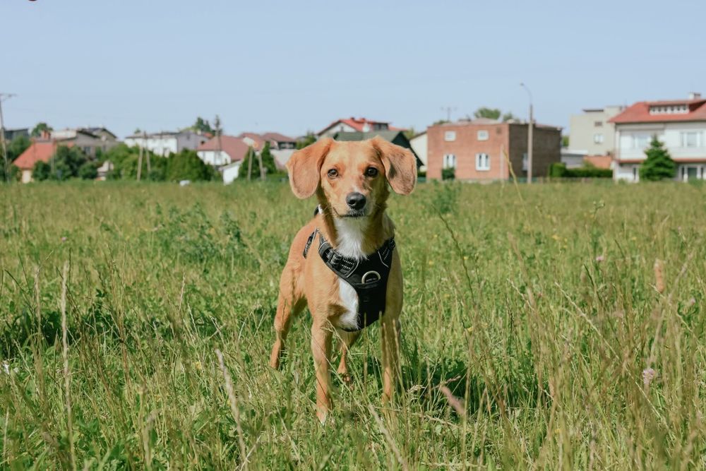 Czy Fanta dostanie szansę