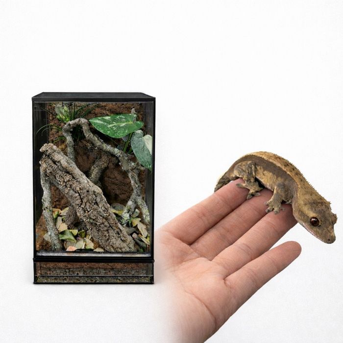 Gekon orzęsiony samica z terrarium