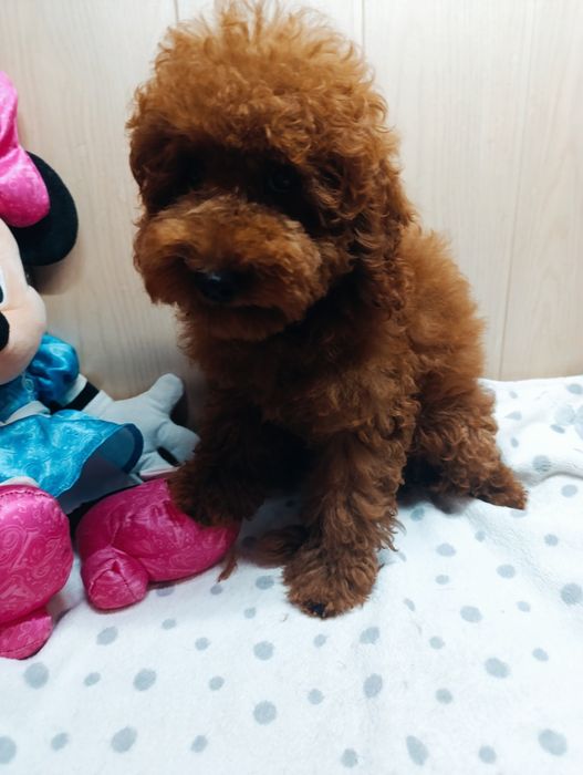 Пудель Той Ред Браун