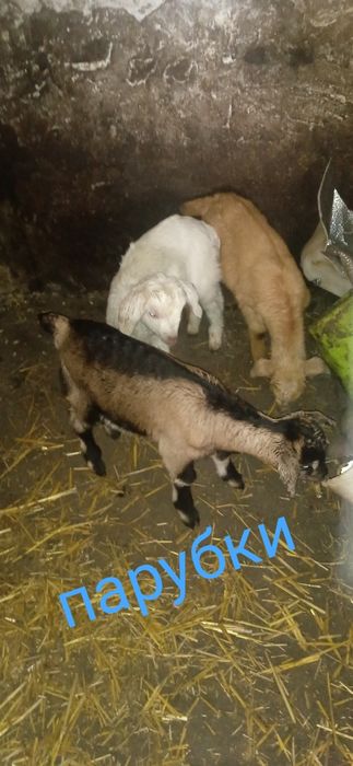 Продажа козенятка