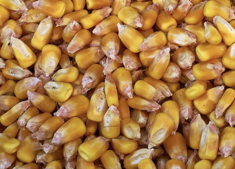 Milho graudo novo big bag 0.30€/Kg