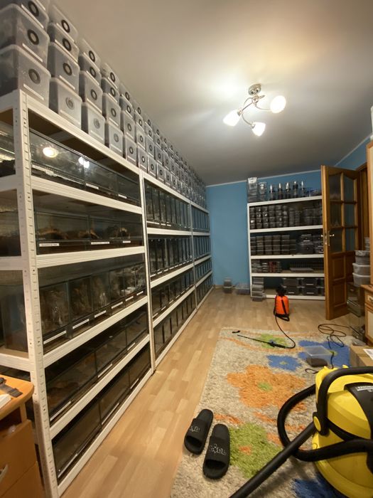 Ptasznik/Ptaszniki duża oferta Kraków/Rzeszów/Lublin