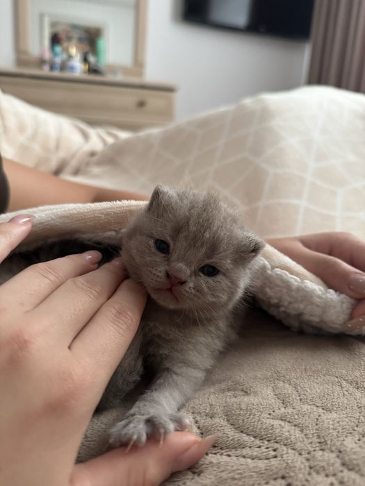 Кошенята шотландські
