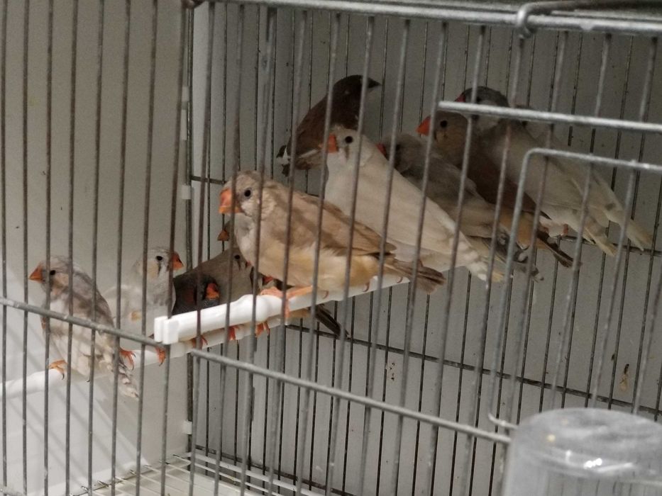 Passarinhos Mandarins Gigantes e exóticos