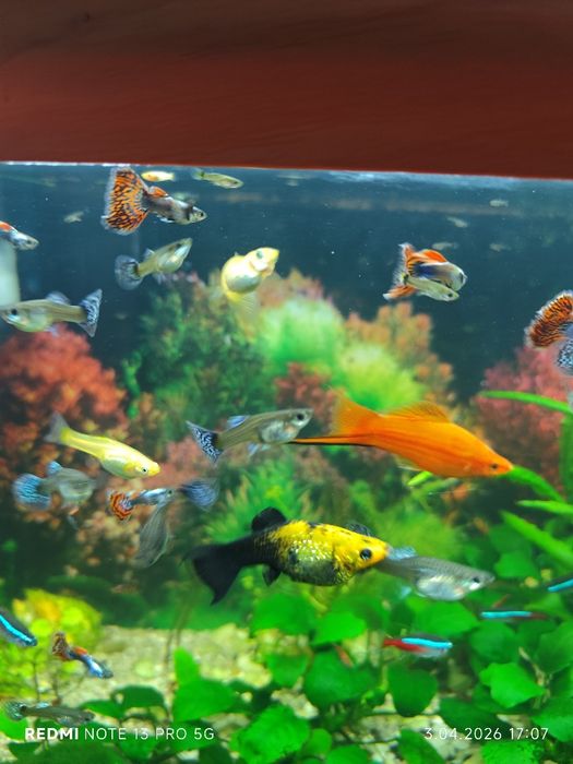 Oddam gupiki samce samice