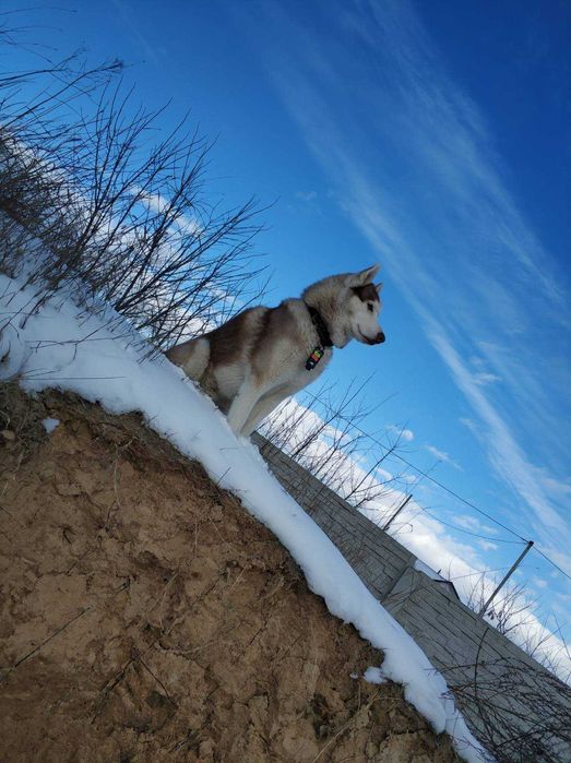 Яскравий хаскі у розквіті сил - шукає даму серця