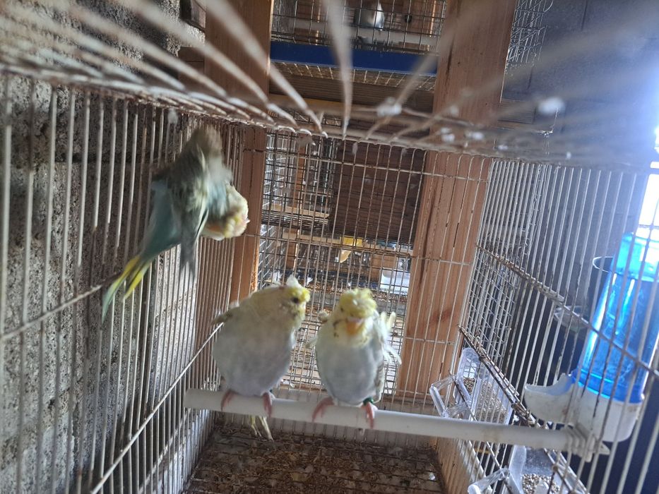 Periquitos hagronomos