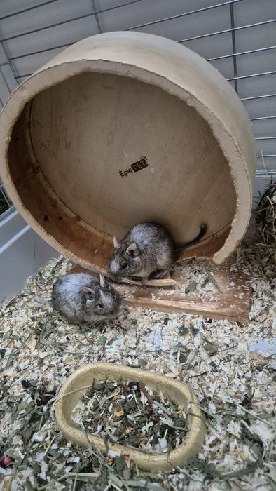 Dwie koszatniczki (Bracia) + klatka z wyposażeniem