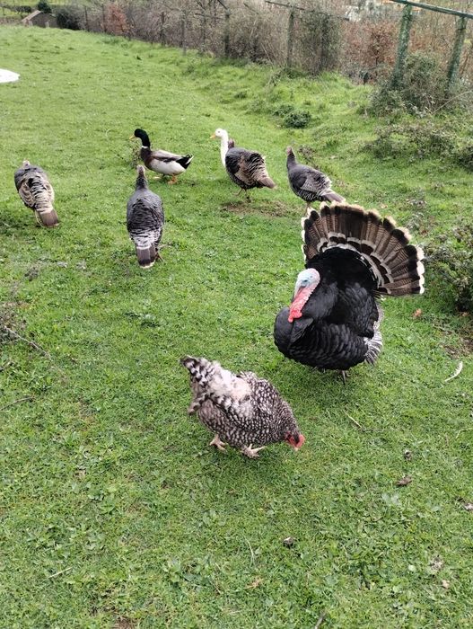 Aves criadas ao ar livre, a solta