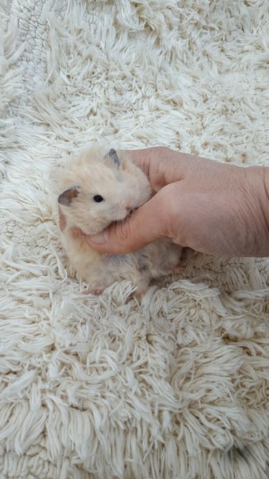 Хомячки домашние добрые ручные жёлтые персиковые джунгарский хомяк