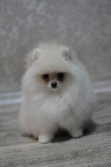 Шикарные VIP медвежата