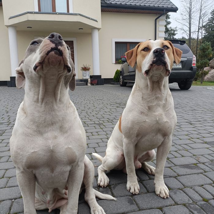 Amstaff szuka dobrego domu