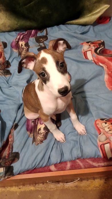 Продам щенков питбуля