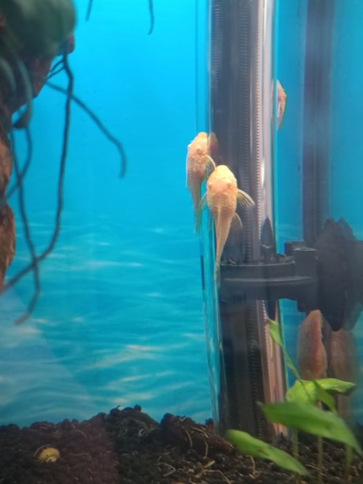 Glonojady złote/Ancistrus sp.