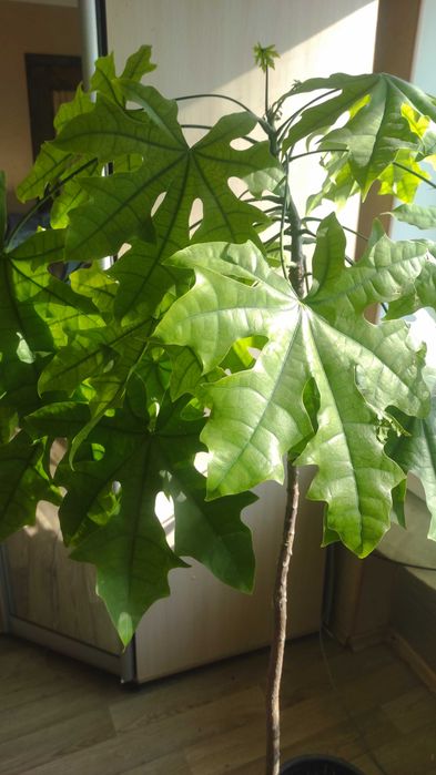 Брахихитон кленолистный (огненное дерево)